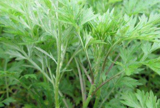 哪些的野蒿子不能吃 野蒿子的食用方法