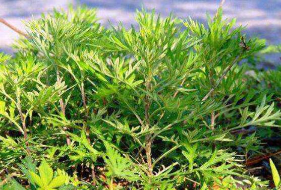 哪些的野蒿子不能吃 野蒿子的食用方法
