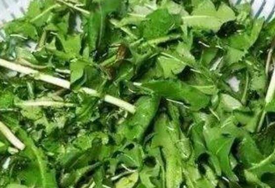 癌病害怕的三种山野菜
