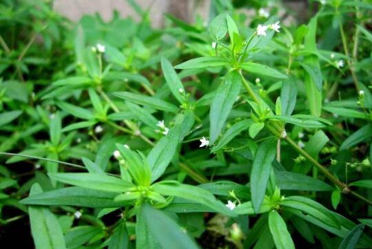 癌病害怕的三种山野菜