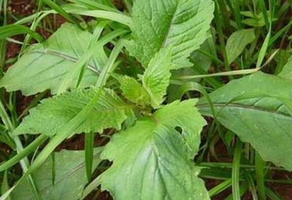 革命菜的攻效 革命菜的服用忌讳