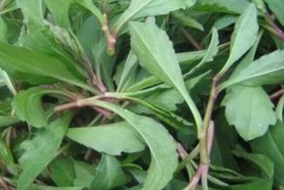 革命菜的攻效 革命菜的服用忌讳