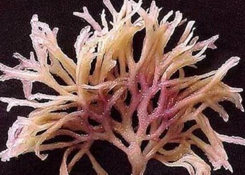 海石花与鹿角菜的差别