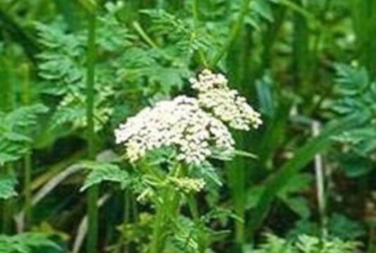 玄参菜如何吃 玄参菜的粉丝的做法