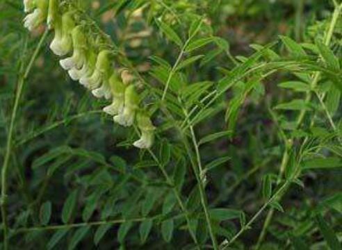 玄参菜如何吃 玄参菜的粉丝的做法
