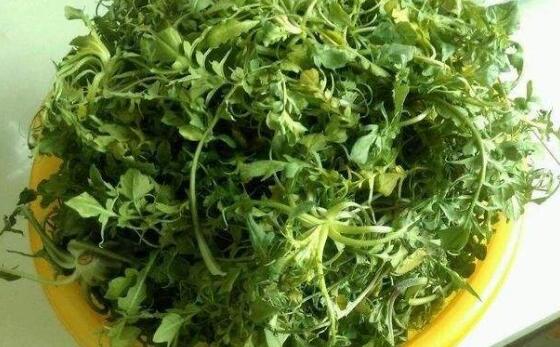 什么人不能吃茼蒿 吃茼蒿的忌讳