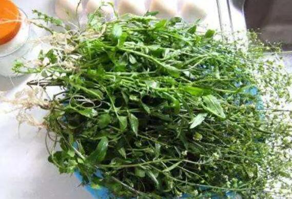 地菜熬水喝的作用与功效
