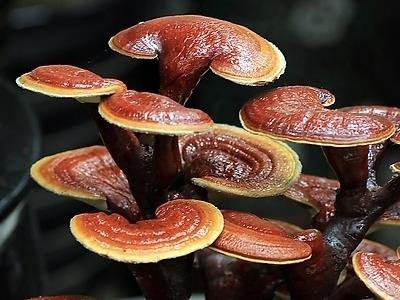 灵芝煲汤,灵芝营养