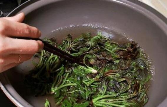 老香椿叶泡水喝的攻效