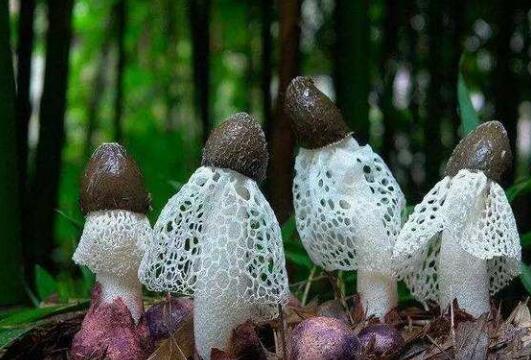 竹荪的作用与功效 竹荪的禁忌
