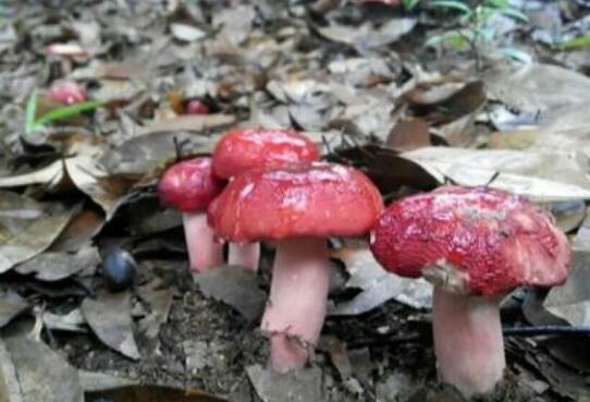 红菌类的攻效