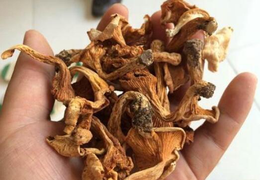 擅木菌怎么做好吃 擅木菌的吃法