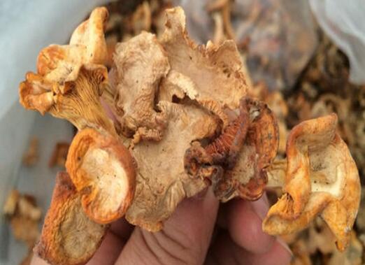 擅木菌怎么做好吃 擅木菌的吃法
