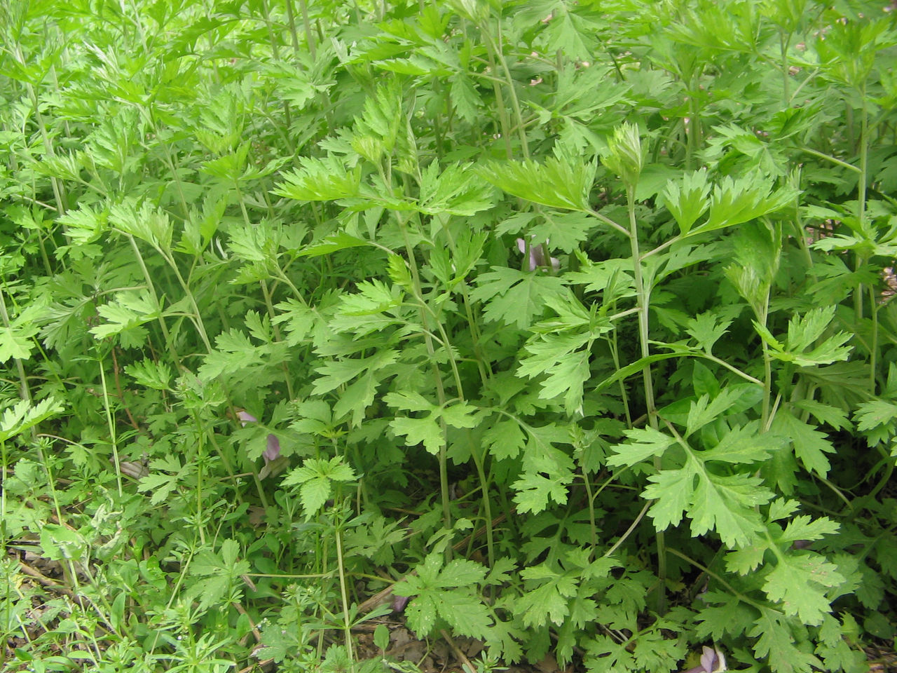艾草,功效