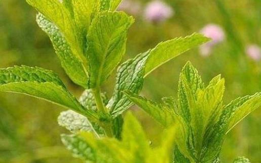 薄荷叶食疗和薄荷叶泡水喝对身体的养生效果