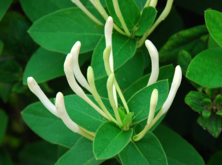 金银花,相克