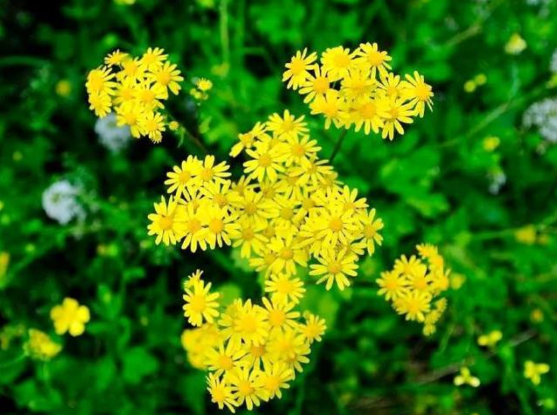 野菊花