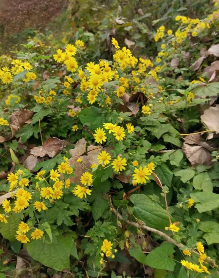 野菊花