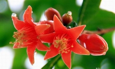 石榴花,禁忌
