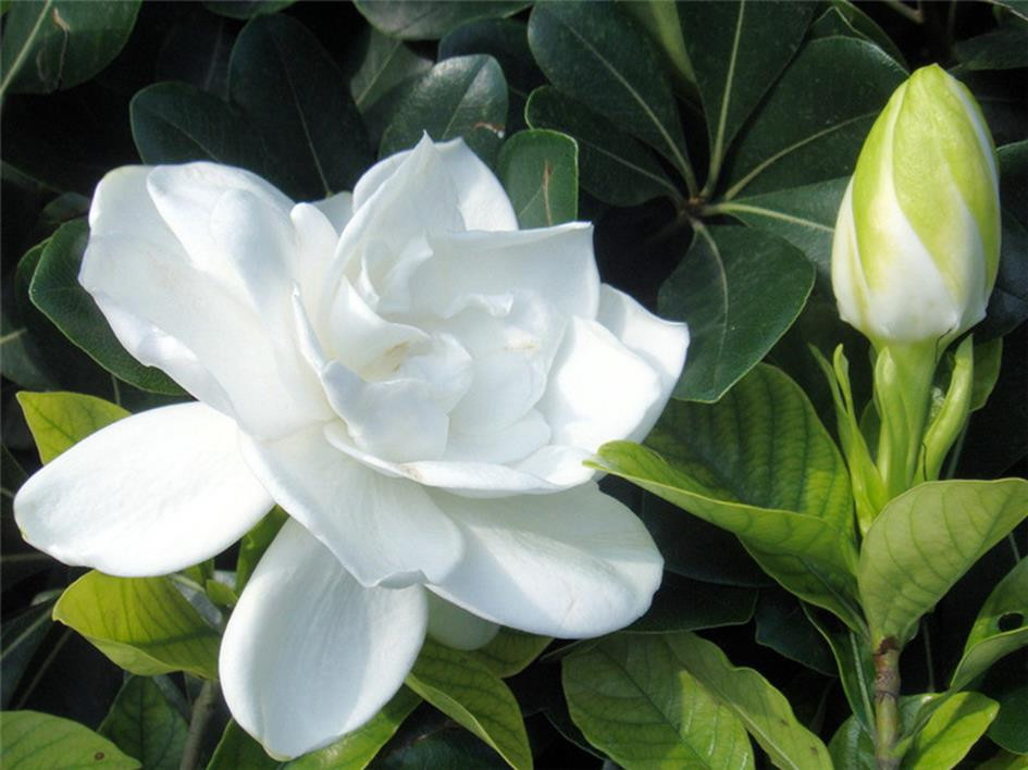 桅子花,桅子花功效