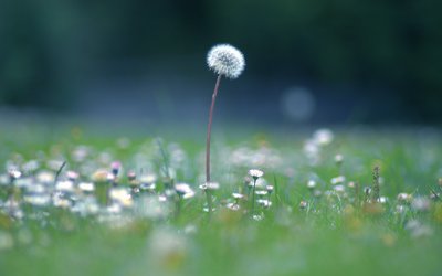 蒲公英,蒲公英功效