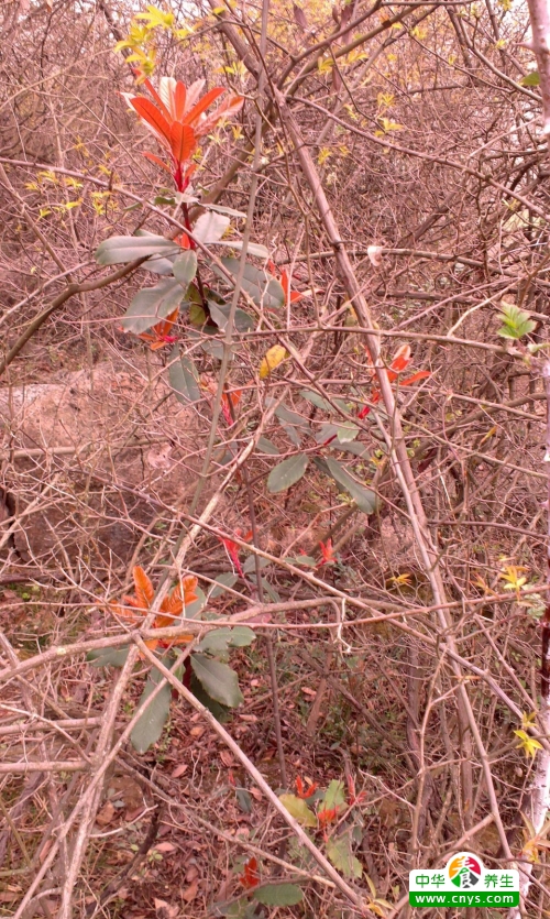 登山对人体好么 常常登山健身运动的7大好处