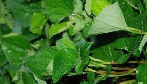 鱼腥草怎么好吃